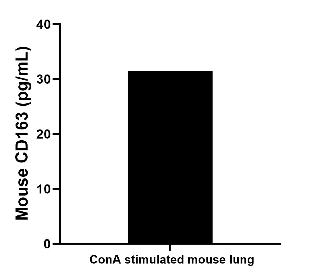 For the mouse lung supernatant cultured for 3 days, the mean mouse CD163 concentration was determined to be 154.4 pg/mL in ConA stimulated mouse lung supernatant. Sample test of MP00326-3